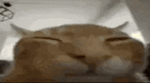 GIF del gato